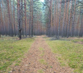 Прирезка лесных участков Кадастровые работы в Химках